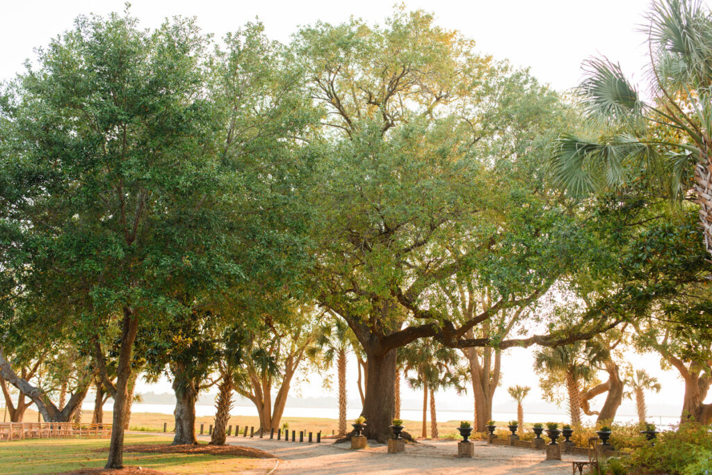 Lowndes Grove wedding outdoor grounds during sunset